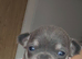 Chihuahua puppies for sale