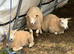 8 ewe lambs and two ram lambs