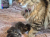 Doll faced persian cross bengal