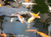 Koi for sale