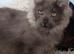 Blue Smoke Maine Coon Boy.