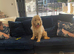 Beautiful Goldendoodle bitch