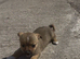 pomchi puppies.