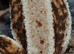 Quad Lilly White