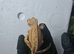Crested geckos