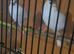 Harlequin canary pair