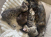 Kittens for sale