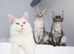 Stunning Maine coon kittens ( polydactyl)