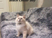 Beautiful GCCF Registered Ragdoll Kittens.