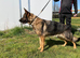German Shepherd sable female