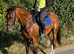 Proven Broodmare/ ROR Showing/ Project