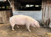 Welsh Saddleback x Cross sow for sale.