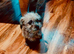 Small Malshi puppie ( Maltese x Shihtzu)