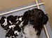 READY NOW!! 2 Dogs Left KC reg Heavily coloured ESS