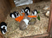 8 weeks old baby rabbits