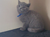 British short hair kittens