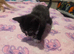 Male and female kittens for sale