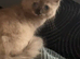 Beautiful 2 year old ragdoll female