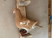 1 pigeon for sale