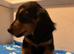 Long and short haired mini dachshund pups