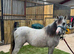 Registered sec a filly