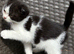British short hair X Scottish fold