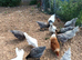 Blubelle pullets