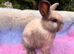 Three sallander x mini lops available