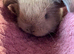 Pure bred mini lop rabbits