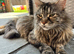 5 beautiful half Maine coon female kittens