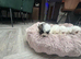 ADORABLE MALTIPOO PUPPIES