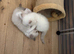 Ragdoll kittens