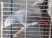 Male African grey