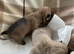 Gorgeous Cairn Terrier Puppies