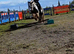 Stunning Welch x Cob Gelding
