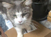 Giant maine coon kittens for sale
