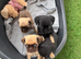 4 gorgeous Pug Puppies