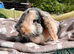 Lop female