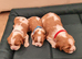, adorable, health tested k.C registered Cavaliers