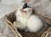 flame point persian