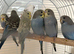 Baby Budgies 2 for &pound;50