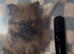 Pomeranian puppies