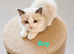 Ragdoll Bicollor kittens