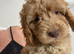 Cockapoo puppies for sale