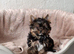 LAST YORKSHIRE TERRIER BOY AVAILABLE
