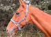 Gorgeous all rounder 16.2 gelding
