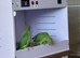 Baby hand reared Ringnecks parakeets