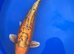 Koi carp, 50cm Doitsu ogon