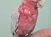 Beautiful Handreared Galah, Caique & Parrotlets!!!