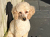 Stunning f2b cockapoo boy